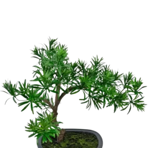 Die künstliche Pflanze Bonsai Podocarpus 40 cm verfügt über dichtes grünes Blattwerk in einem flachen, rechteckigen grauen Topf mit Moos, perfekt, um jedem Raum einen natürlichen Stil zu verleihen.