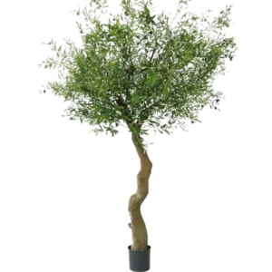 Der künstliche Olivenbaum 270 cm mit Oliven hat einen gedrehten Stamm und volle grüne Blätter mit realistischen Oliven, die wunderschön in einem Topf präsentiert und vor einem weißen Hintergrund dargestellt werden.