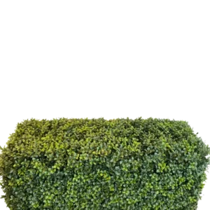De Kunsthaag Buxus Romeinse Stijl (90 x 35 x 50 cm) is een dichte, rechthoekige groene haag met kleine blaadjes, geïsoleerd afgebeeld op een witte achtergrond.