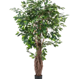 Die Kunstpflanze Ficus Tropical Liana 180 cm hat dichte grüne Blätter und mehrere ineinander verschlungene braune Stängel in einem kleinen schwarzen Topf, was sie zu einem auffälligen Akzent für jeden Raum vor einem schlichten weißen Hintergrund macht.