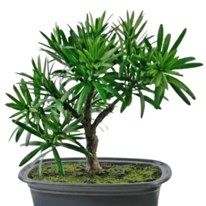Die Kunstpflanze Bonsai Podocarpus 20 cm hat dichte grüne Blätter und einen schlanken Stamm in einem flachen ovalen schwarzen Topf mit Mooserde vor einem weißen Hintergrund.