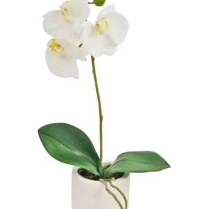 Die künstliche Orchidee Real Touch 30 cm weiß hat lebensechte weiße Orchideenblüten und grüne Blätter in einem kleinen weißen Topf, perfekt, um jedem Raum Eleganz zu verleihen.