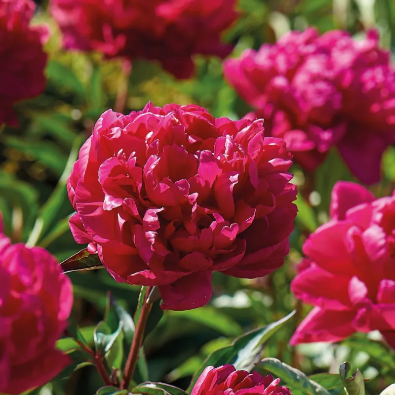 Pfingstrose 'Karl Rosenfield'