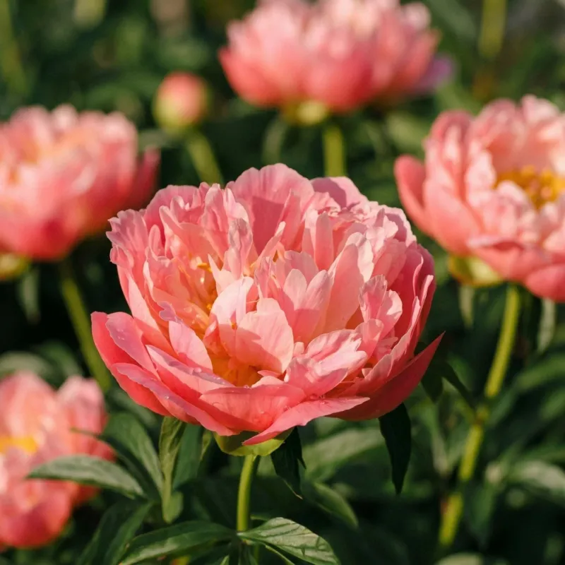 Pfingstrose, Paeonia 'Coral Charm'