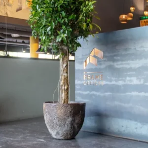 Jesslyn Oyster Imperial Braun by Pottery Pots, showcasing a deep brown oyster-shaped planter with a textured finish.