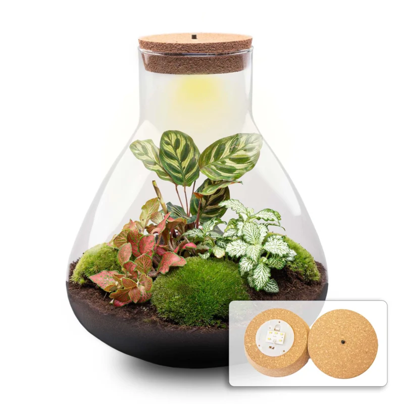 Sam XL Red - Terrarium with light - Bottle garden DIY kit - Ø 30 cm ↑ 32 cm