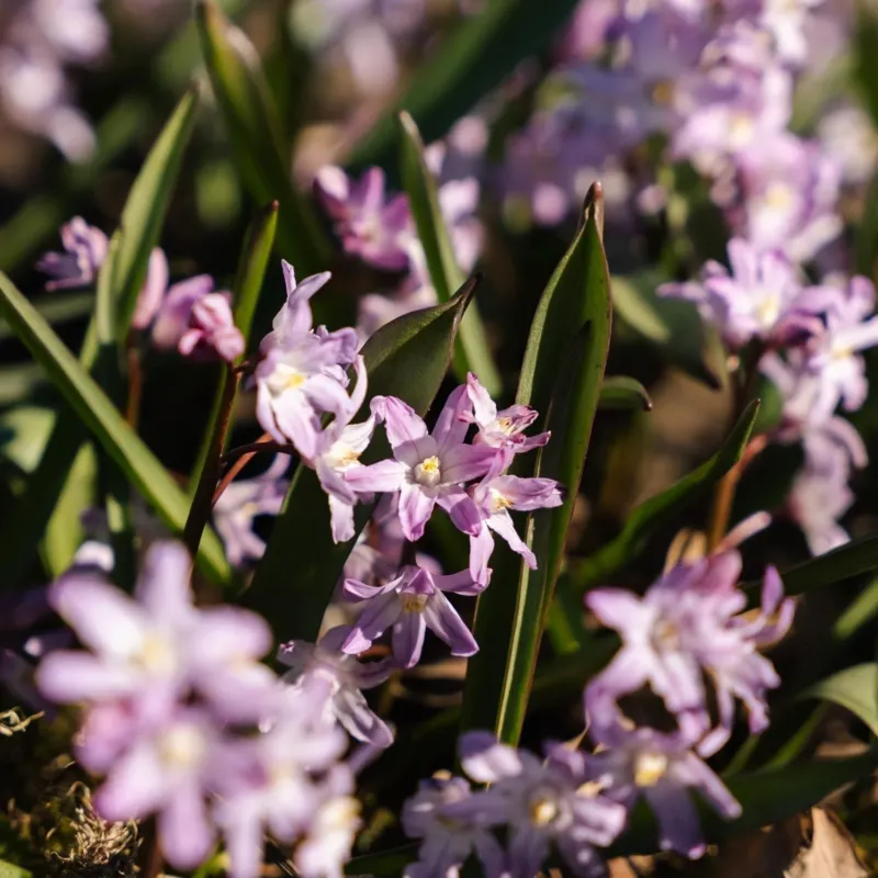 Schneeglanz, Chionodoxa 'Pink Giant'