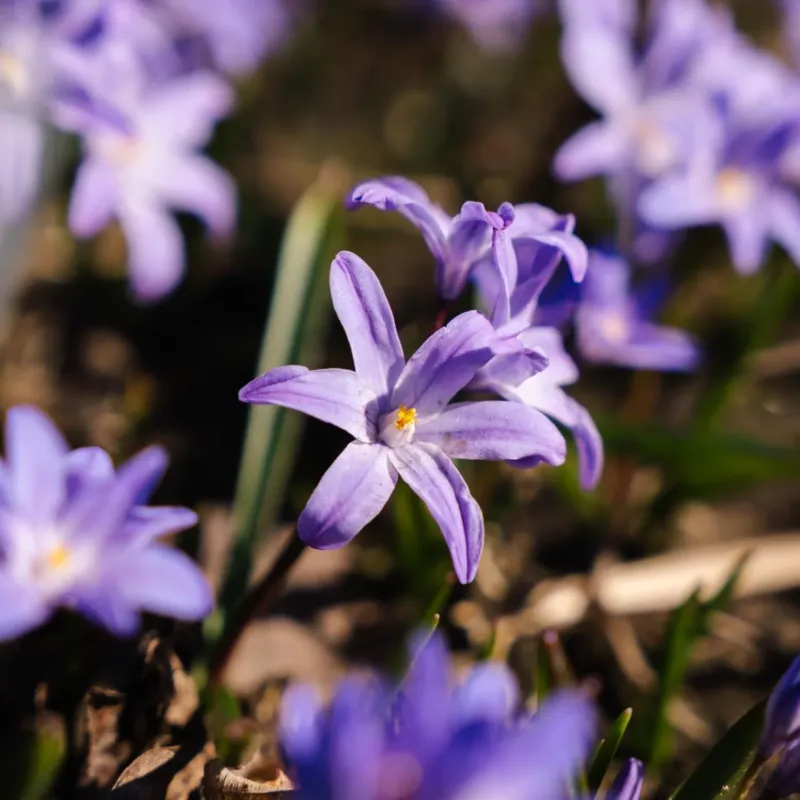 Schneeglanz, Chionodoxa 'Violet Beauty'