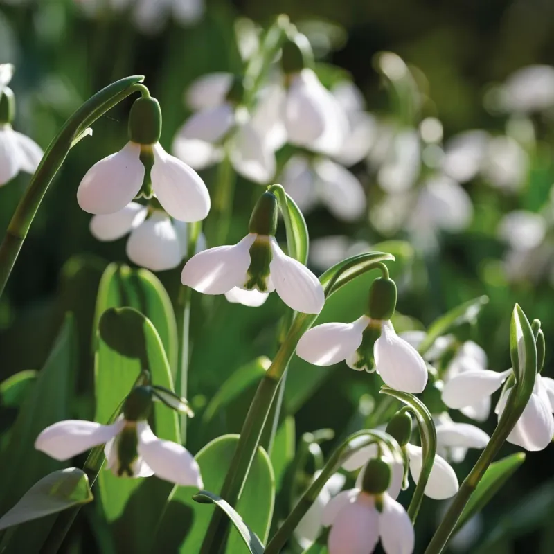 Schneeglöckchen, Galanthus 'Beluga'