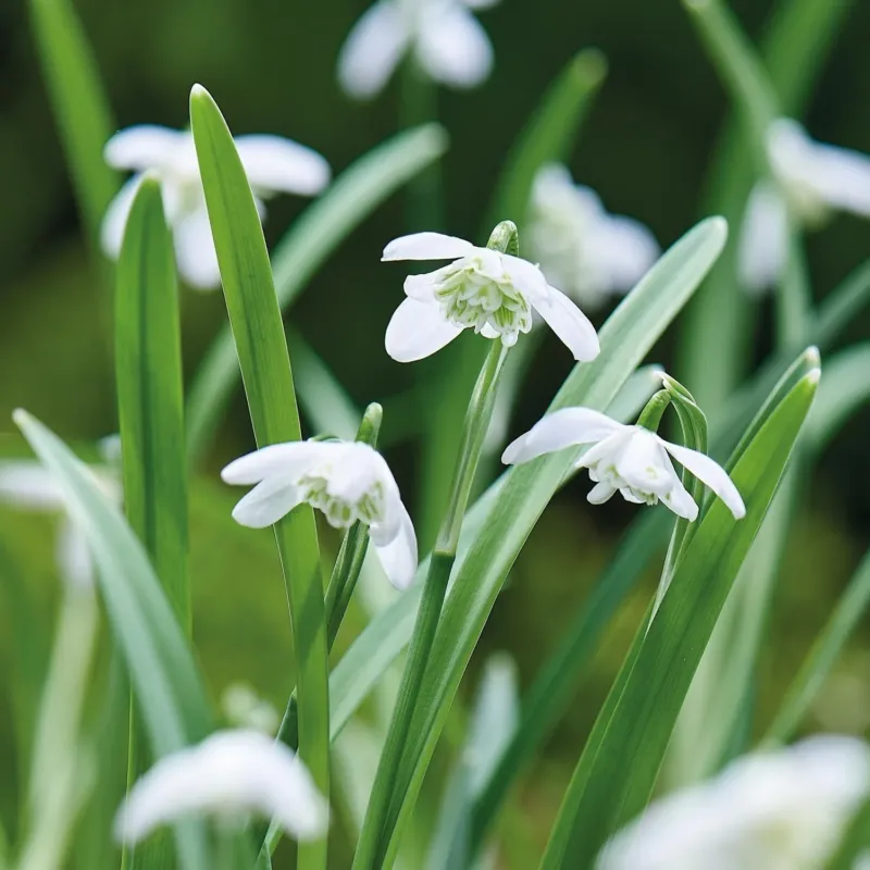Schneeglöckchen, Galanthus 'Flore Pleno'