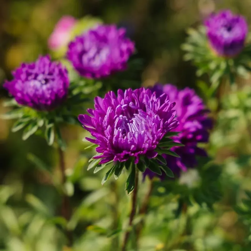 Sommeraster Samen 'Double - flowered' - 125 Biosamen