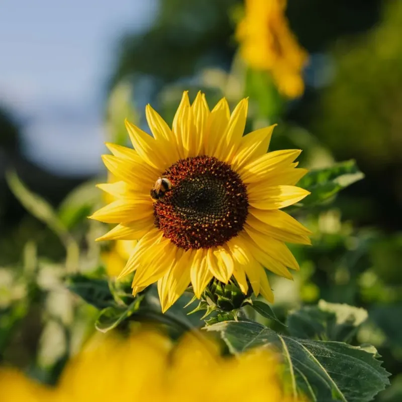 Sonnenblumensamen 'Medium Flowered' - 20 Biosamen
