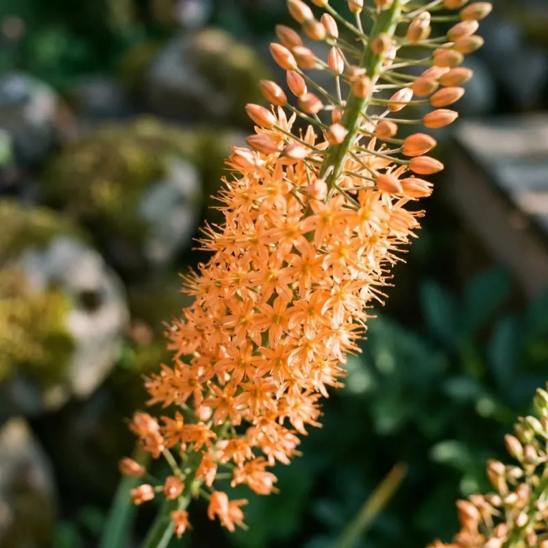 Steppenkerze, Eremurus 'Cleopatra'