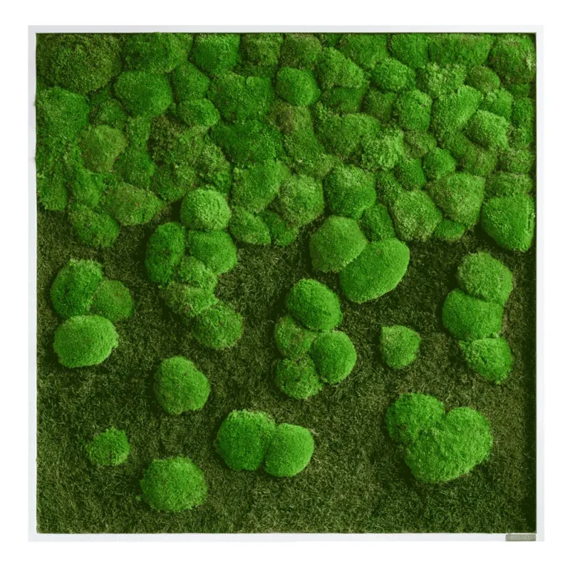 Moosbild Verlauf Wald- und Ballenmoos 80x80 cm Finestgreen [mc]