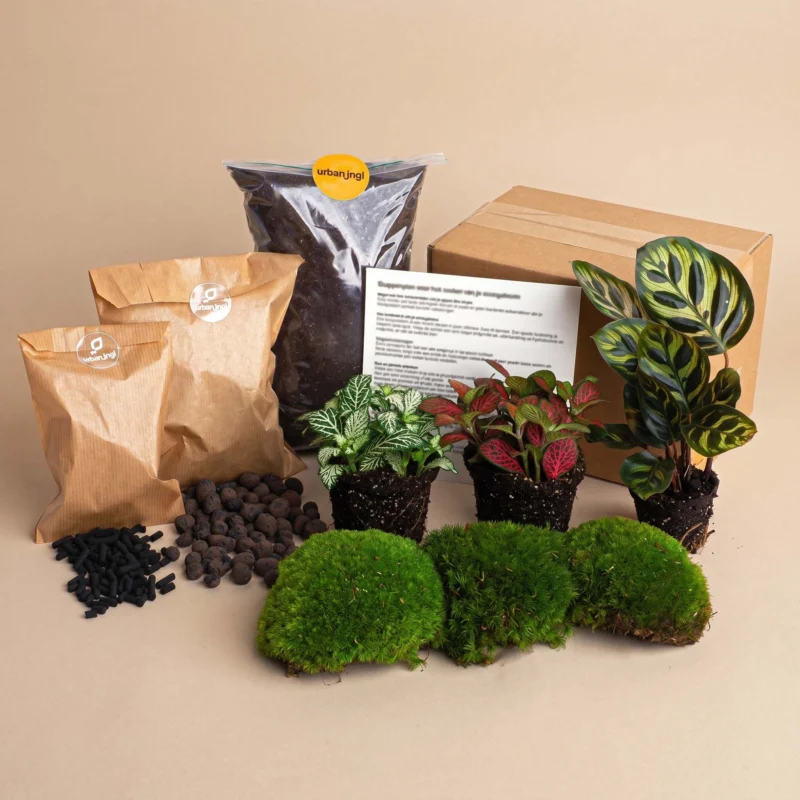 Calathea Makoyana - Plant Terrarium Refill & Starter kit - 3 terrarium plants - DIY