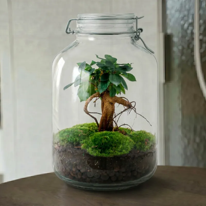 Jar Bonsai - Terrarium - Bottle garden DIY kit - Ø 18 cm ↑ 28 cm (Copy)