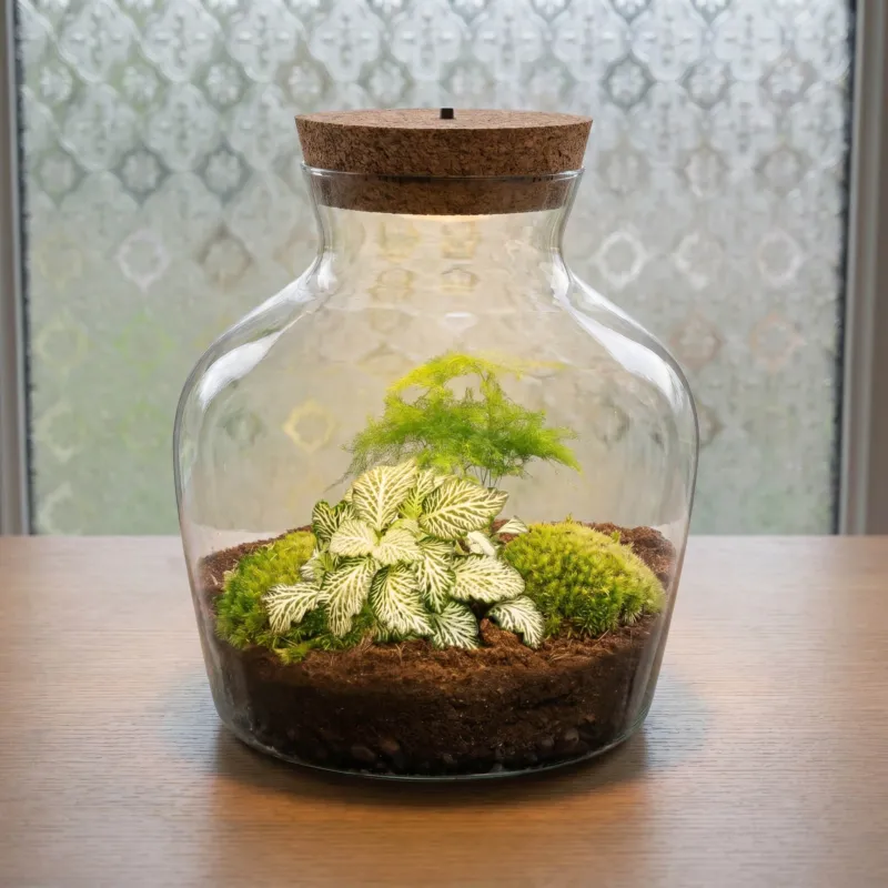 Little Joe Asparagus + Fittonia White Tiger - Terrarium with light - Bottle garden DIY kit - Ø 20 cm ↑ 22 cm