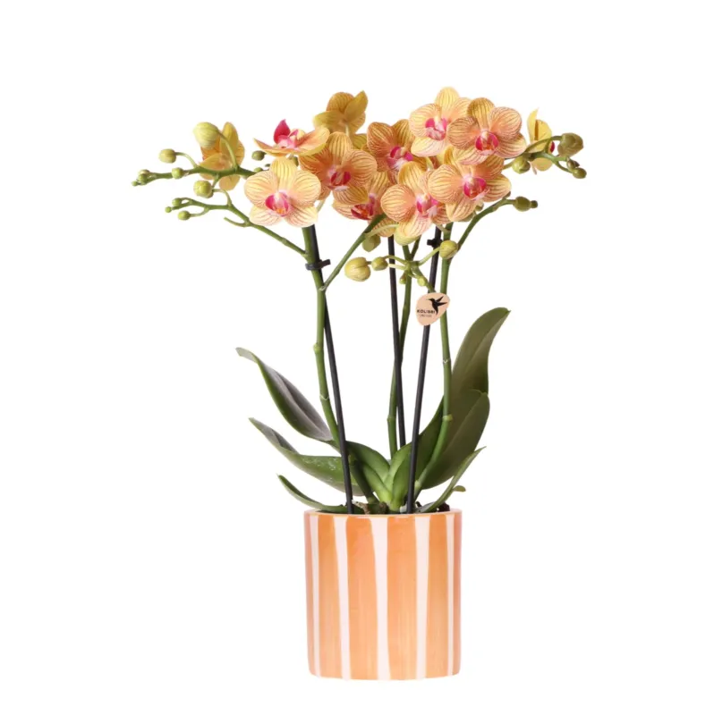 Orchidee (Phalaenopsis) inclusief pot 'Painted Stripe'