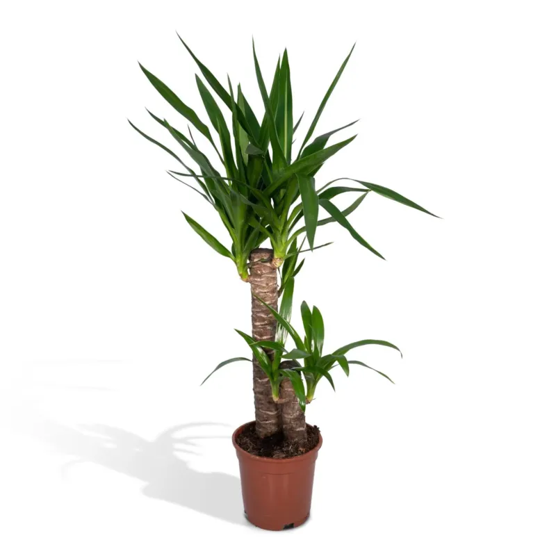 Yucca Elephantipes (Spineless Yucca) ↑ 85 cm