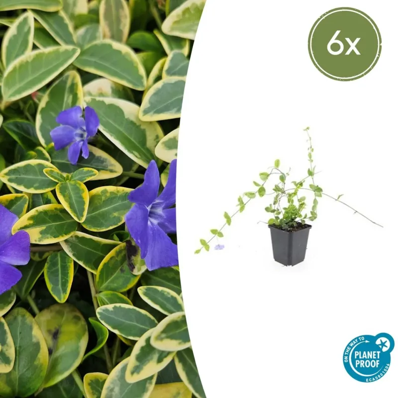 Vinca Minor 'Blue and Gold' - 20cm