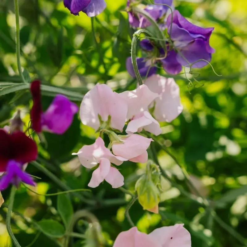 Wicken Samen 'Sweet Pea Mix' - 20 Biosamen