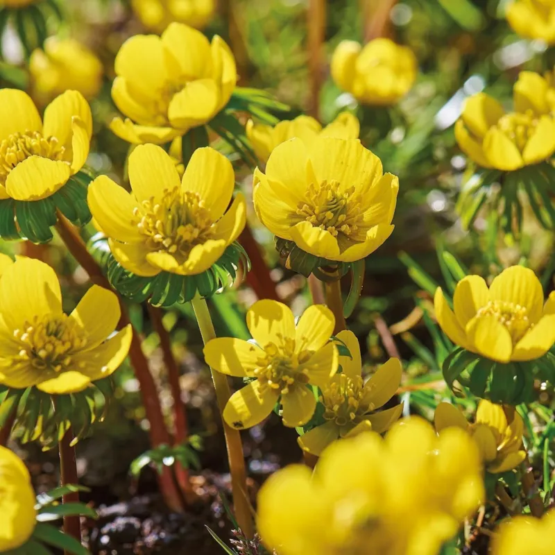 Winterlinge, Eranthis 'Cilicica'